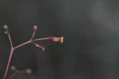 Commiphora caudata var. caudata